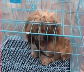 bought dog to change its appearance bring it to home…_part2