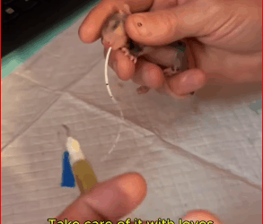 M2109006found newborn opossum on road gave it life #opossum…_part2