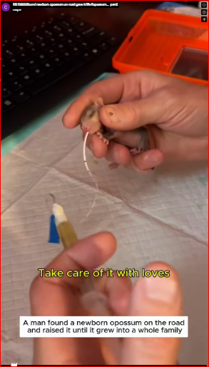 M2109006found newborn opossum on road gave it life #opossum…_part2