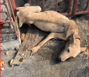 2309005Iniwan ng amo pero lumaban para mabuhay #aspin #dogrescue #doglovers_part2