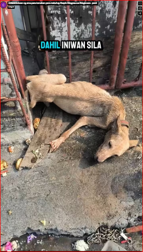 2309005Iniwan ng amo pero lumaban para mabuhay #aspin #dogrescue #doglovers_part2