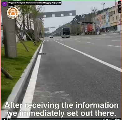 Pregnant Paralyzed, She Crawled on Road Begging Help_part2