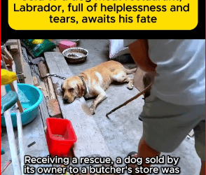 My eyes fill with tears seeing the dogs in such misery.#straydog #viralvideo #lonelydog #lovememode #spayandneuter #abandone part2