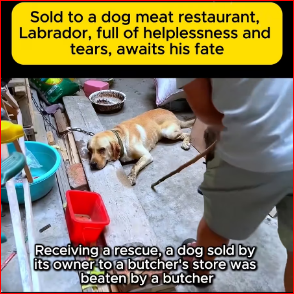 My eyes fill with tears seeing the dogs in such misery.#straydog #viralvideo #lonelydog #lovememode #spayandneuter #abandone part2