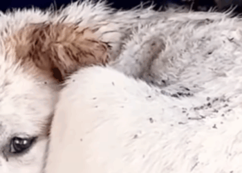 M0411011_💔Por romper un Plato de Cristal,casi nos quitan la vida. El angel de la montaña_part2