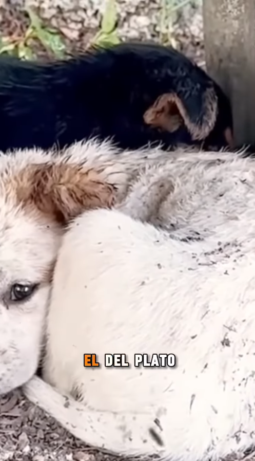 M0411011_💔Por romper un Plato de Cristal,casi nos quitan la vida. El angel de la montaña_part2