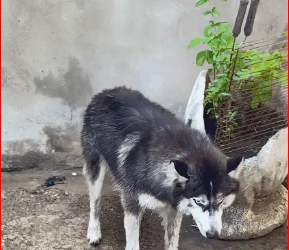 M2109005ELE APANHAVA. ELE PASSAVA FOME. ELE CHORAVA EM SILÊNCIO. Hoje, hi…_part2