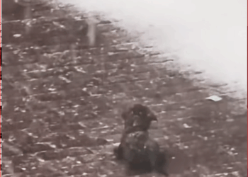 Men don like dogs,but they save dog life#rescue #sharethecare_part2