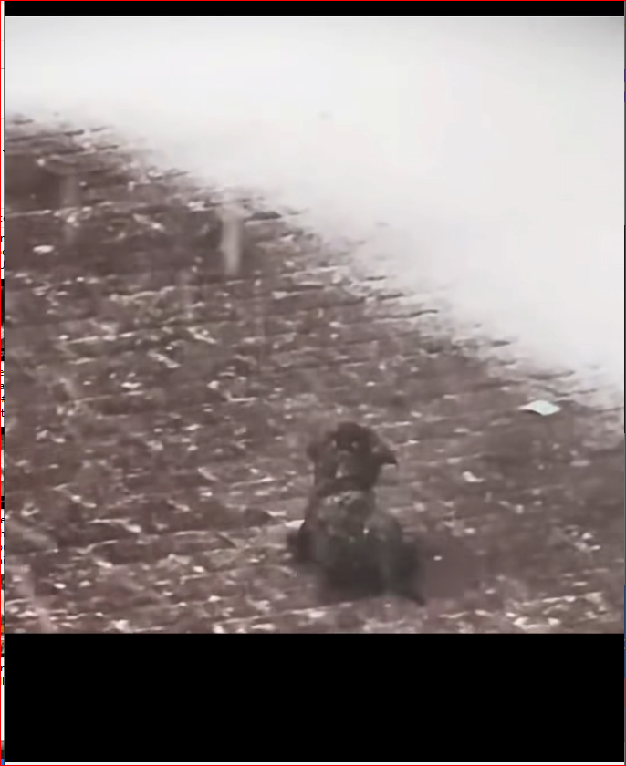 Men don like dogs,but they save dog life#rescue #sharethecare_part2