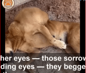 She Looked at Every Stranger Passing By Whispering, Please Don Leave Me_part2