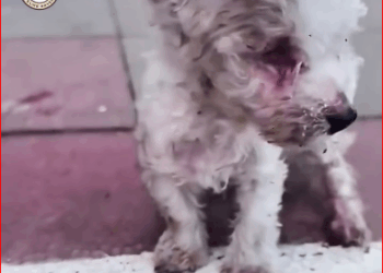 Blind Puppy Ate Rocks Just to Survive Until Kindness Changed Everything_part2