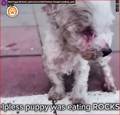 Blind Puppy Ate Rocks Just to Survive Until Kindness Changed Everything_part2