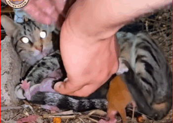 Mother cat calls help, newborn kittens crying_part2