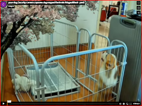 poor dog Security camera captures dog trapped #animals #dogsoftiktok_part2