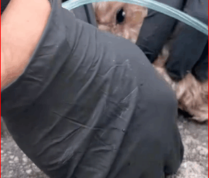 That moment was so emotional, I couldn’t control my feelings.#animals #animal #animalrescue #dog #rescue #rescuedog part2