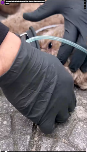 That moment was so emotional, I couldn’t control my feelings.#animals #animal #animalrescue #dog #rescue #rescuedog part2