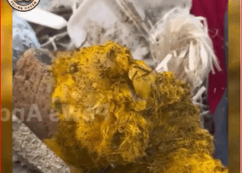 At First Didn Know What He Was, Until Saw Puppy Gentle Eyes_part2