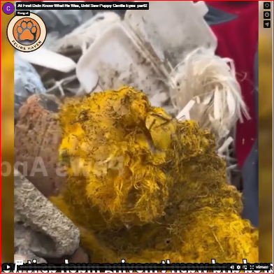 At First Didn Know What He Was, Until Saw Puppy Gentle Eyes_part2