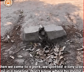 Fear to Trust Small Kitten First Taste of Love_part2