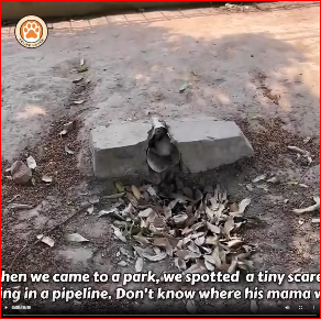 Fear to Trust Small Kitten First Taste of Love_part2