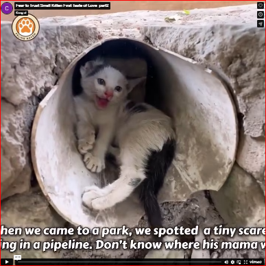 Fear to Trust Small Kitten First Taste of Love_part2