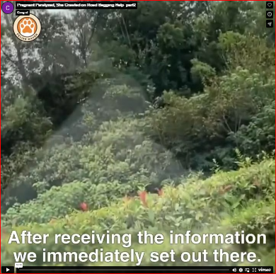 Pregnant Paralyzed, She Crawled on Road Begging Help_part2