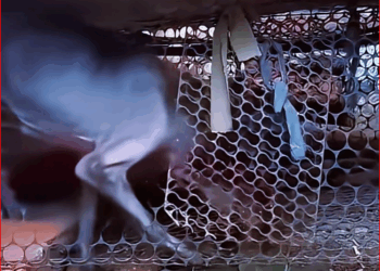 dog imprisoned in cage long time was abused by its owne…_part2