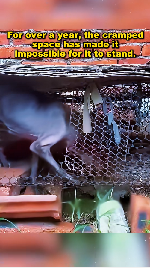 dog imprisoned in cage long time was abused by its owne…_part2