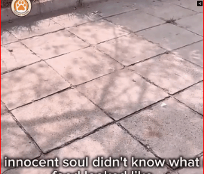 Blind Puppy Ate Rocks Just to Survive Until Kindness Changed Everything_part2