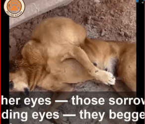 She Looked at Every Stranger Passing By Whispering, Please Don Leave Me_part2