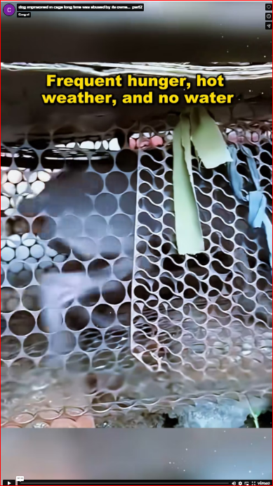 dog imprisoned in cage long time was abused by its owne…_part2