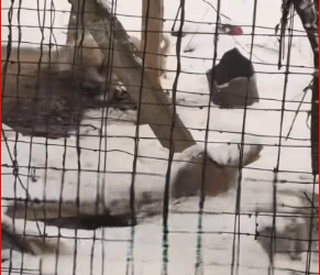 bought dog tied up in cold snow #petvideos #cutepet #doglov…_part2