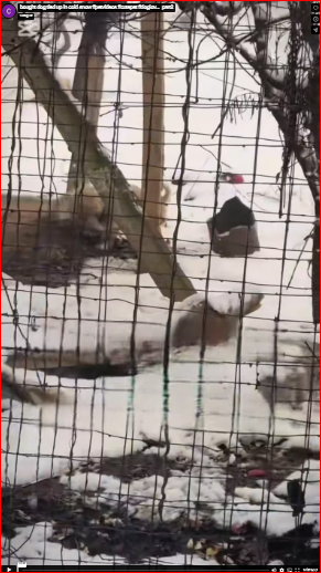 bought dog tied up in cold snow #petvideos #cutepet #doglov…_part2