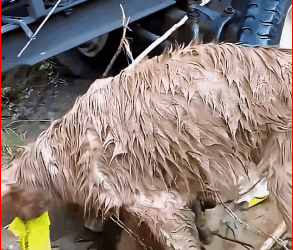 begging dog in rainstorm is covered mud, its young b…_part2