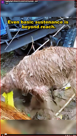 begging dog in rainstorm is covered mud, its young b…_part2