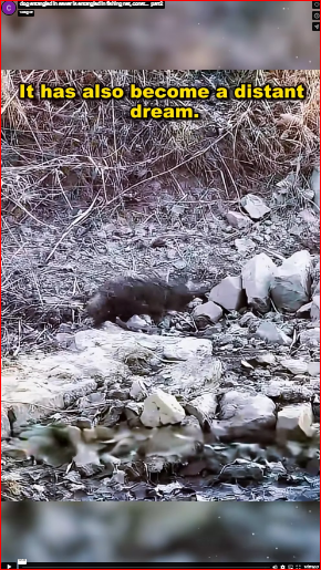 dog entangled in sewer is entangled in fishing net, const…_part2
