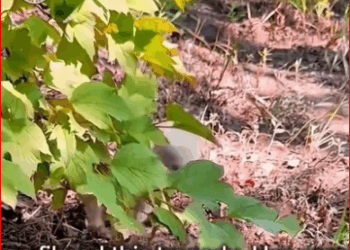 Blind Puppy Ate Rocks Just to Survive Until Kindness Changed Everything_part2