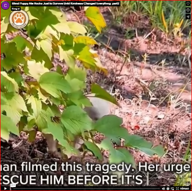 Blind Puppy Ate Rocks Just to Survive Until Kindness Changed Everything_part2