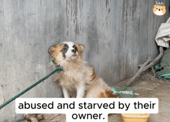 Two Lives, One Rescue. #Fyp #trending #viral #foryoupage #saveanimals…_part2