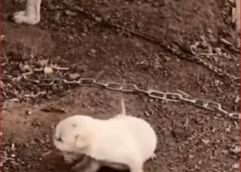 Mother dog is mother first time,but abuse their children#re…_part2