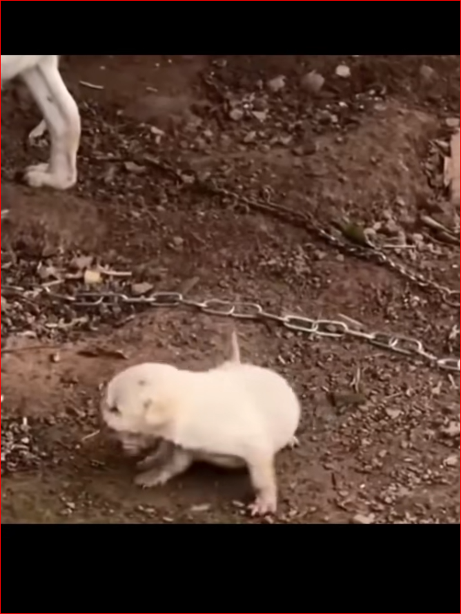 Mother dog is mother first time,but abuse their children#re…_part2