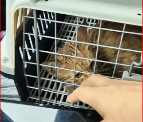 Rescue cat trapped in ditch then #rescue #fyp #animals #cat_part2