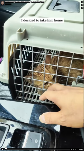 Rescue cat trapped in ditch then #rescue #fyp #animals #cat_part2