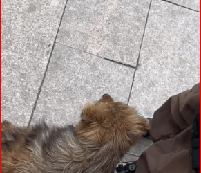 My emotions overwhelmed me as I watched him struggle. #pet #xuhuong #fyp #trending #dog #dogsoftiktok #pets