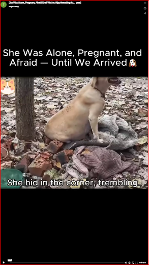 She Was Alone, Pregnant, Afraid Until We Arr. #fyp #trending #v…_part2