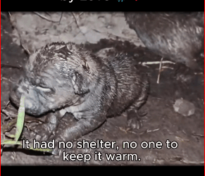 Soaked in Rain, Saved by Love. #Fyp #trending #viral #foryoupage_part2