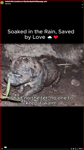 Soaked in Rain, Saved by Love. #Fyp #trending #viral #foryoupage_part2