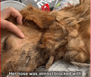 Garbage Heap Twitches to Fighting Bites Golden Last_part2