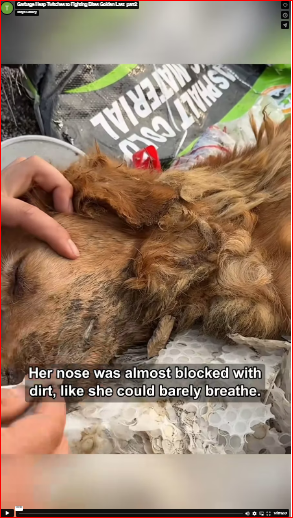 Garbage Heap Twitches to Fighting Bites Golden Last_part2