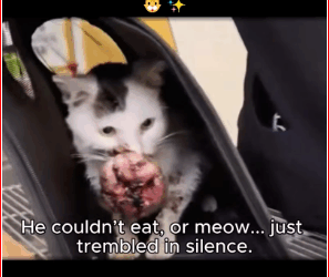 Poor Cat Was in Pain… Until Someone Finally. #Fyp #trending #v…_part2